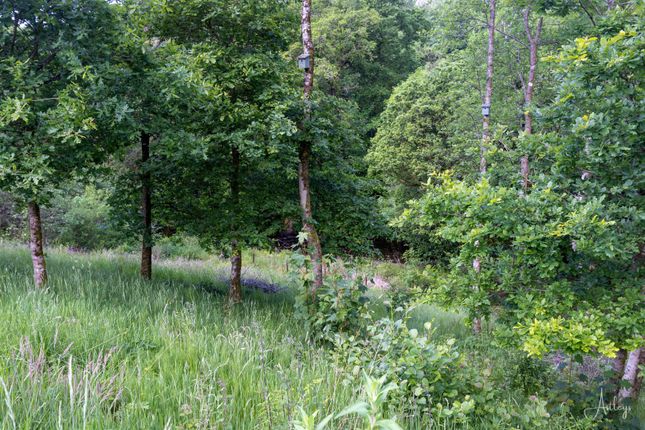 Woodland Down To River