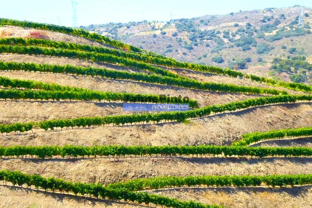 Thumbnail Farm for sale in Property 100Ha, Near River Douro, Vineyard, Winery, Portugal