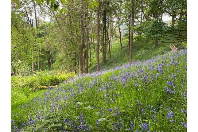 Woodland