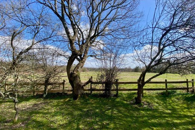 View From Garden