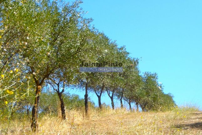 Thumbnail Farm for sale in Olive Grove. Modern, Vila Real, Et Al., Vila Real (City), Vila Real, Norte, Portugal
