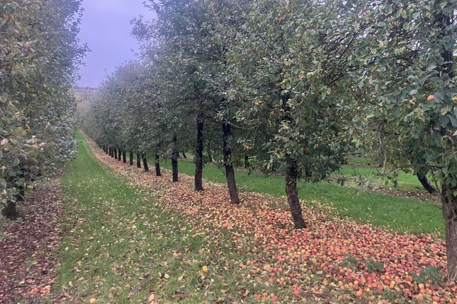 Apples.Jpeg