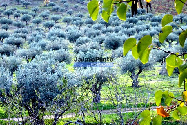 Thumbnail Farm for sale in 2.000.000m2 Property With Olive Groves And Vineyards, Portugal