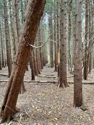 Land for sale in Ryde, Siskin Wood