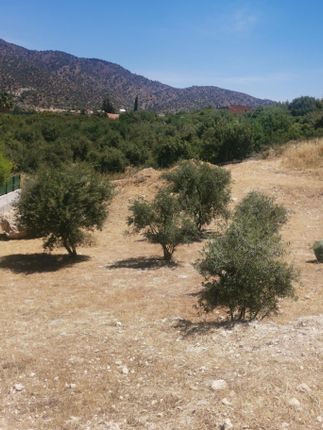 Land for sale in Foinikaria, Limassol, Cyprus