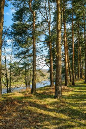 20, The Pines Holiday Park, Doldowlod, Llandrindod Wells photo 3