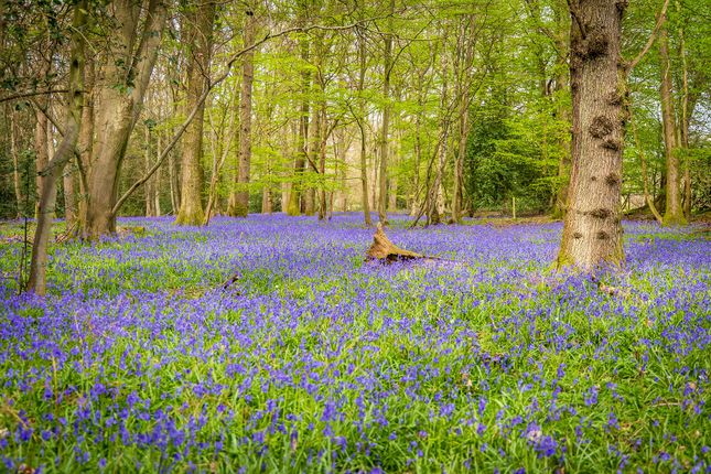 Elm Tree Wood,, Walliswood, Surrey photo 4