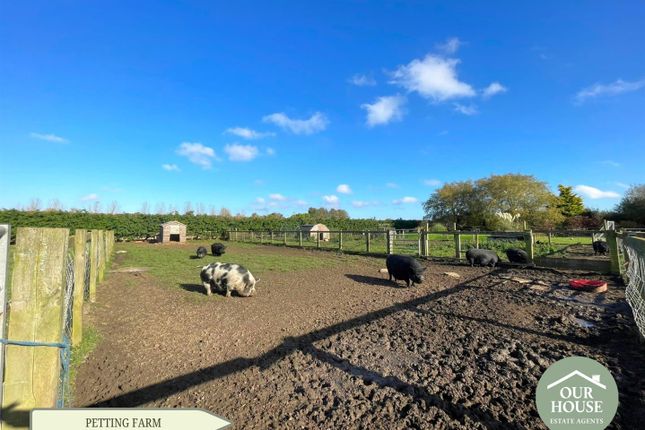 Paddocks And Animal Housing