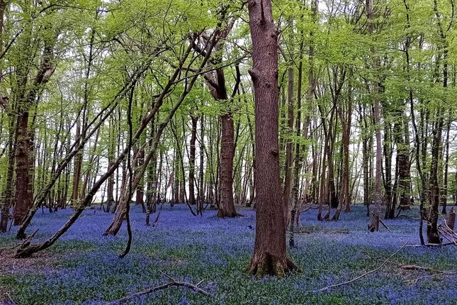 Local Woodland