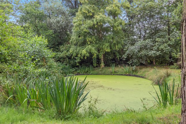 Pond