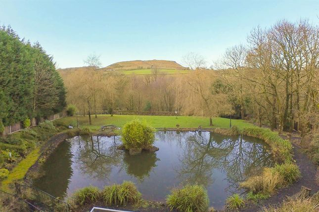 Pond