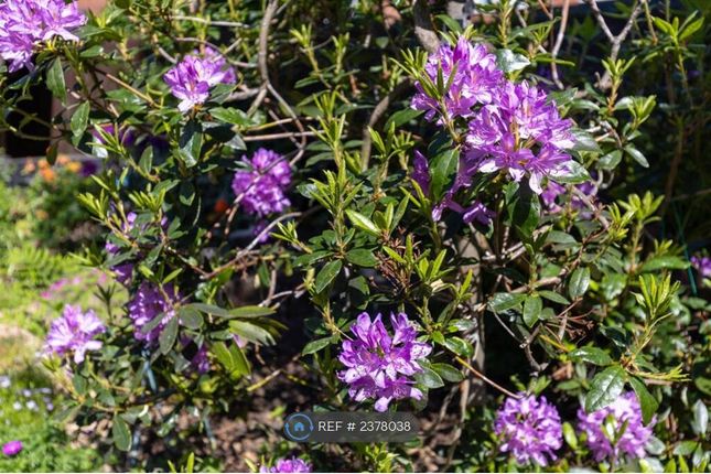 Garden Surrounds, Wide Mix Of Plants To Admire