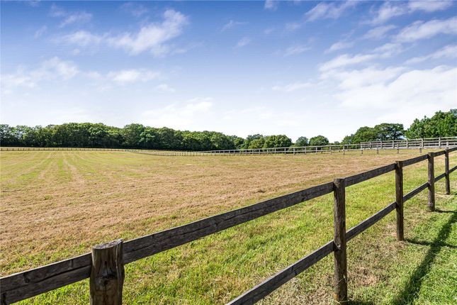 Clover Ashes,, Newpound, Billingshurst photo 3