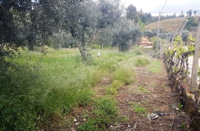 Farmhouse for sale in Pedrógão Grande, Pedrógão Grande (Parish), Pedrógão Grande, Leiria, Central Portugal