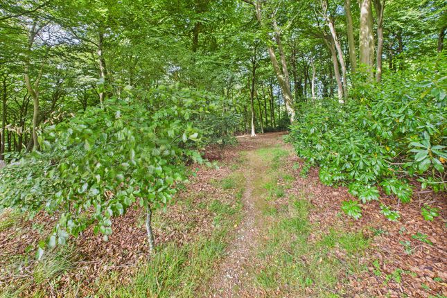 Woods