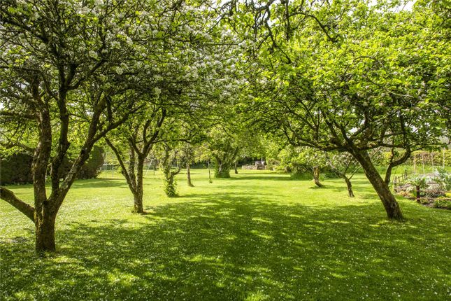 Orchard