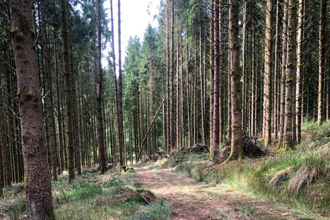 Loxbeare Wood, Road From Quoit-At-Cross To Hatherland Cross, Tiverton photo 3