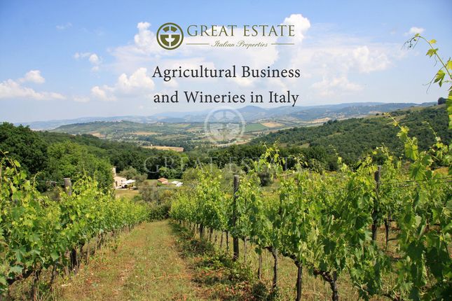 Thumbnail Farm for sale in Grosseto, Grosseto, Tuscany