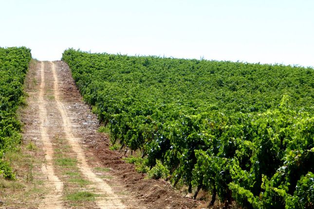 Thumbnail Farm for sale in Wine Estate In Borba (Matriz), Borba, Évora, Alentejo, Portugal