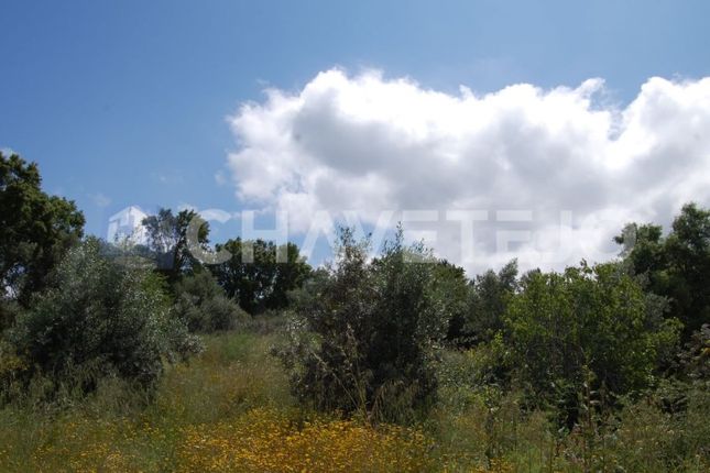 Land for sale in Olalhas, Tomar, Santarém