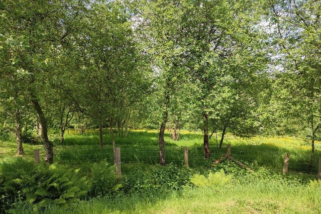 Young Woodland In May