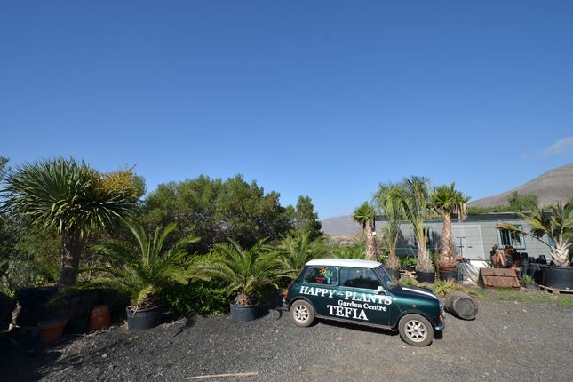 Thumbnail Farm for sale in Calle Tefía, Finca Happy Plants, Tefia, Fuerteventura, Canary Islands, Spain