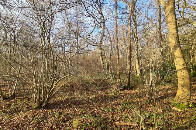 Woodland At High Loxley