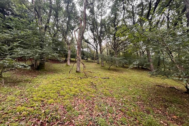 Woodland 3.Jpg
