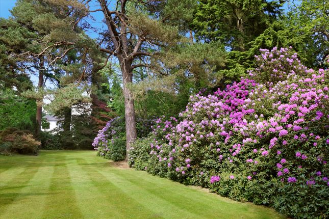 Portnall Drive, Virginia Water photo 4