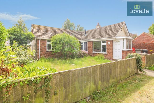 Conifers Bank End, Louth photo 2