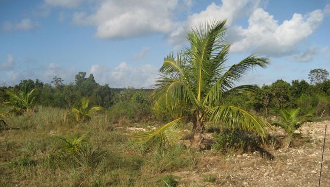 Land for sale in Wemyss Bight, Eleuthera, The Bahamas