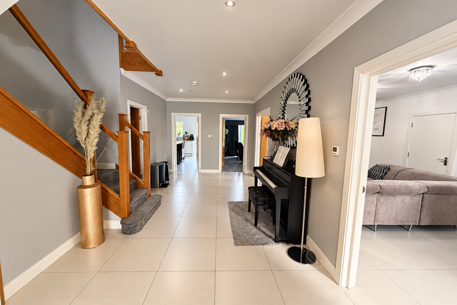 6, Orpington photo 4