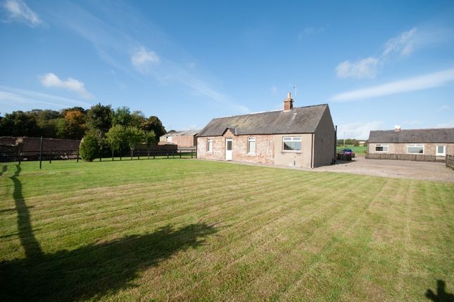 Thumbnail Cottage to rent in Easter Braikie, Arbroath, Angus