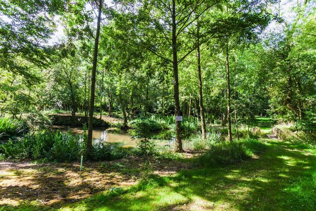 Woodland