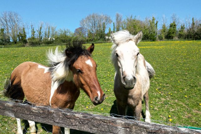 Horse In Paddock