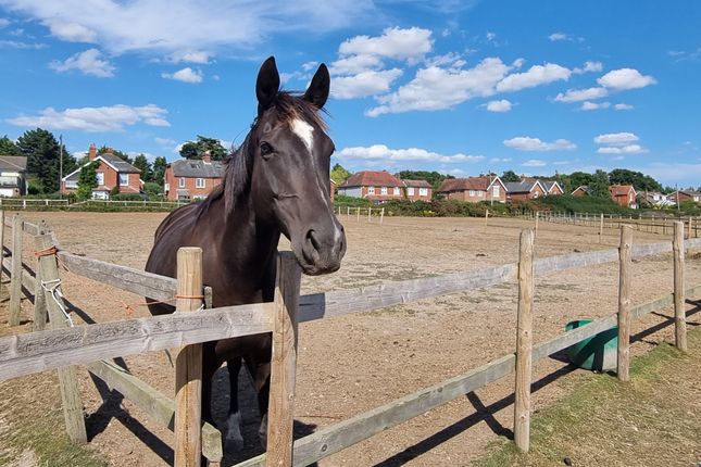 Equestrian property for sale in Hambrook Hill North, Hambrook, Chichester