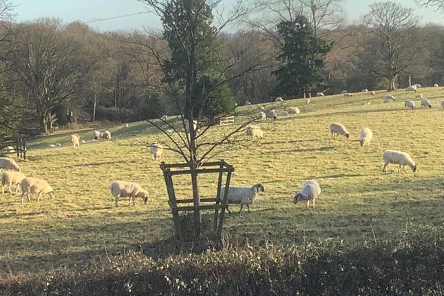 Sheep In Field Opposite.Jpg