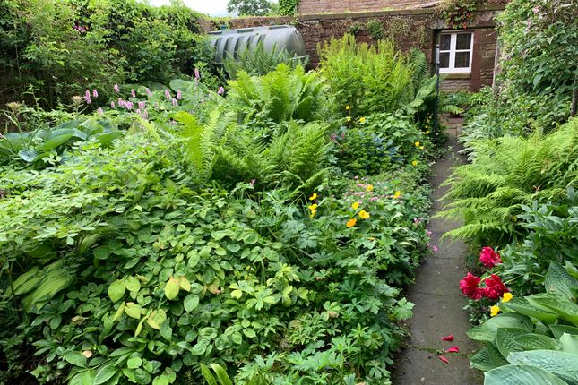 Walled Fern Garden