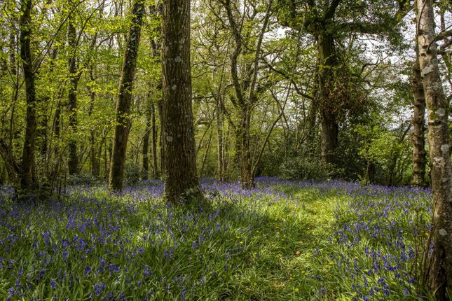 Bluebell Wood