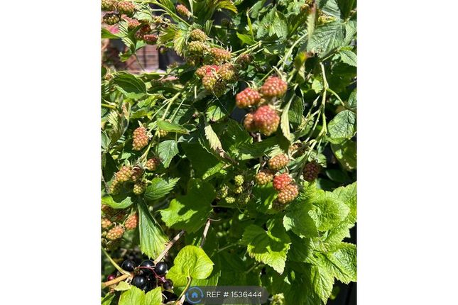 Garden Fruit