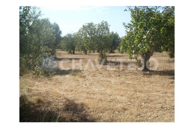 Land for sale in Delongo, Paialvo, Tomar