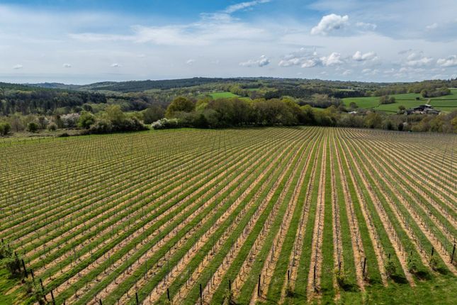 Vinyard