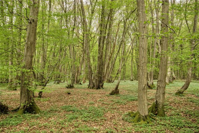 Woodlands