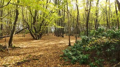 Land for sale in Plot B4, Etchden Wood, Bethersden, Ashford, Kent