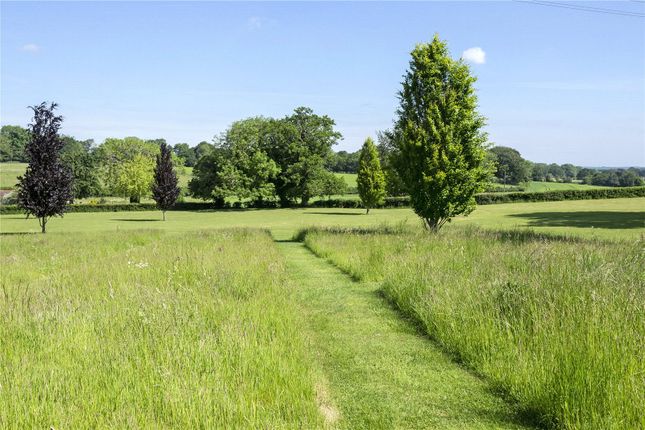 Meadow