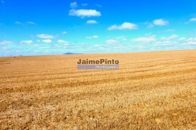 Thumbnail Land for sale in Property 86Ha Of Agricultural Cultivation, Santarém (Marvila), Et Al., Santarem Province, Santarém, Central Portugal