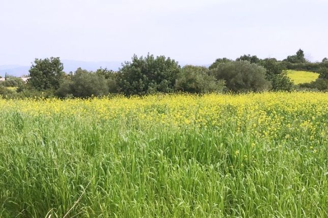 Land for sale in Polis, Paphos, Cyprus