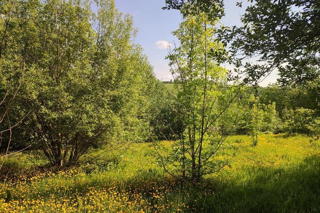 Meadows And Young Woodland