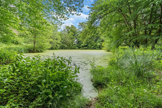 Pond