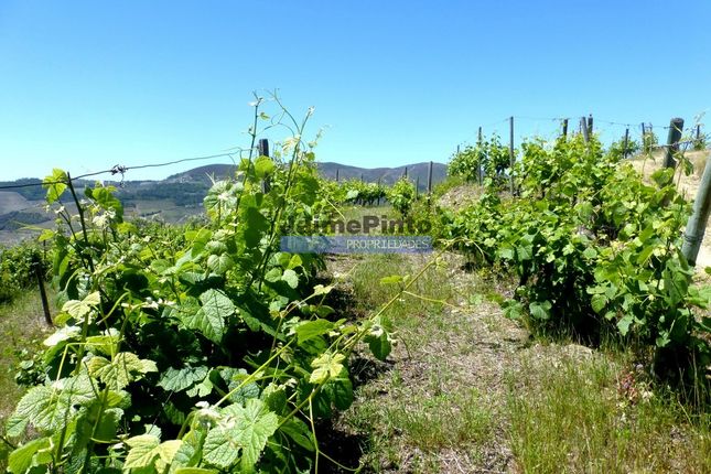 Land for sale in 12Ha Porto Wine And Doc Farm, Pinhão, Alijó, Vila Real, Norte, Portugal